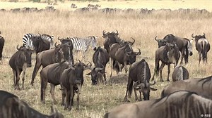 Kenya fires threaten wildlife migration