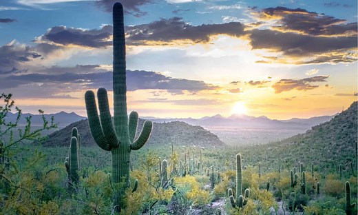 Discover the Largest Cactus In The World