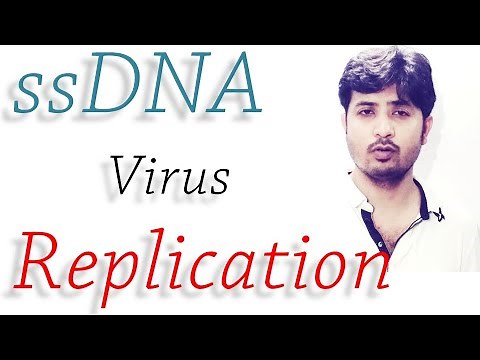 Replication Mechanism of Single Stranded DNA Virus