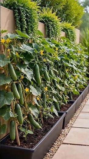 The Secret to a MASSIVE Cucumber Harvest Without a Garden! 🥒🔥
