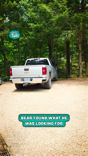 Sneaky dude! 🐻 | Furry Tails