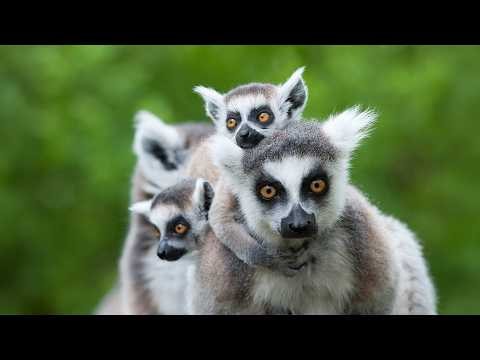 The Deadliest Year of a Lemur's Life (Animal Documentary)