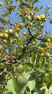 With 3 rivers, Georgia's deepest lake, endless North Georgia Mountain trails, scenic vineyards, and heirloom orchards, it's no wonder that Ellijay, Georgia, has been nominated for the Blue Ridge Outdoors' 2025 Top Adventure Towns Tiny Town category! 🍎✨ 🥾For those who crave adventure and love nature, Ellijay, Georgia, is a paradise. Whether riding on horseback through the Appalachian Trail or hiking through Bear Creek and Tumbling Waters, escape and explore the magical world of the North Georgi