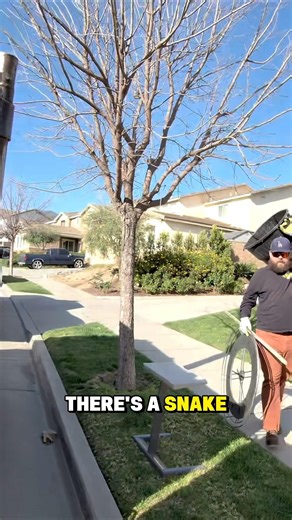 We Found a Snake in Dump Trailer — We Still Don't Know How It Got There (Corona, CA) #pov