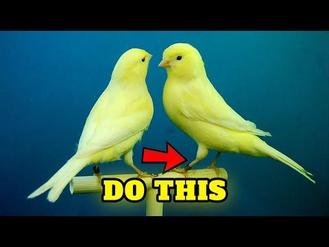 Caring For A Canary 🦜 Buying Cost, Diet, Care Sheet Guide for Beginners