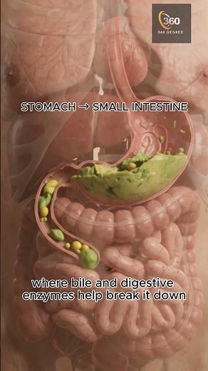How Your Body Digests Healthy Fat 🥑 | Bile & Enzymes Explained | 3D Anatomy