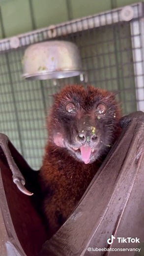 Understanding Bats: Close-Up of a Unique Species