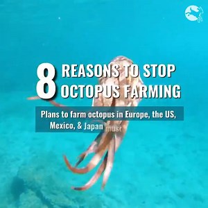 4.4K views · 300 reactions | Octopus are fascinating, inquisitive, sentient creatures with individual personalities.  Today, on World Octopus Day, we've released a new report revealing why octopus farming must be stopped: https://bit.ly/3ll23j0 | Compassion in World Farming | Facebook