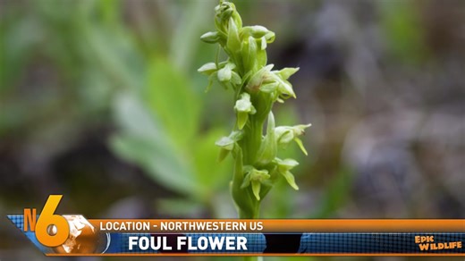 科学家创造了人猪杂交胚胎