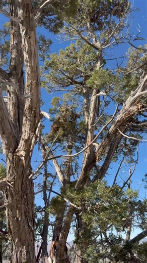 DRY GROUND MOUNTAIN LION HUNTING! #dogs #puppy #wildlife #huntingdog #animals #puma #cat #dryground