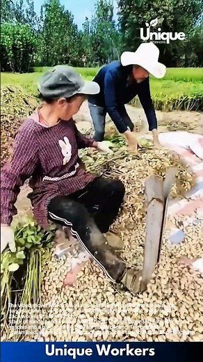 Traditional Peanut Harvesting: Separating Peanuts from Vines with a Simple Tool
