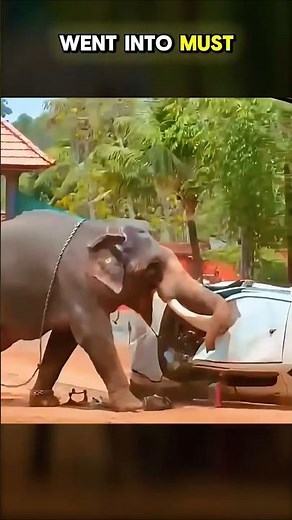 The Dangerous Reality of Elephant Musth