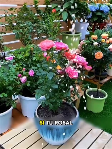Consejos para el cuidado y la reproducción de rosas