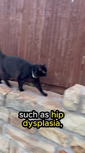 110K views · 10K reactions | According to recent data, there's been a 33% increase in pet insurance claims cost since 2022. Let's keep our beloved pets protected from life's unexpected twists and turns. Invest in their health today, because they are family.  | Embrace Pet Insurance | Facebook