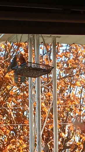 Male Cardinal at the bird feeder in Pringle PA | Rich Dunn | Facebook