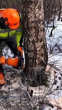 Birch Tree Felling Technique Using: Stihl MS 251. #shorts #apusampo #chainsaw