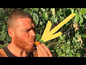 Identify & Use the Persimmon Tree - Winter Forecast & Delicious Fruit