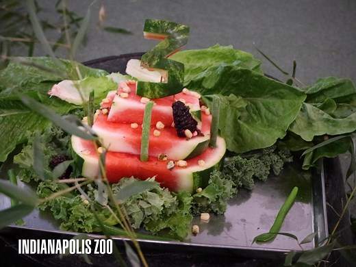 50K views · 544 reactions | That is one Happy Capy...  It's a little cold for Fezzik the Capybara to celebrate his third birthday in his public habitat, but that didn't stop his keepers from throwing him a "Lettuce Be Capy" themed party! You can check out the highlight reel and wish Fezzik a Happy Birthday! #indianapoliszoo #indianapolis #capybara #birthday | Indianapolis Zoo | Facebook