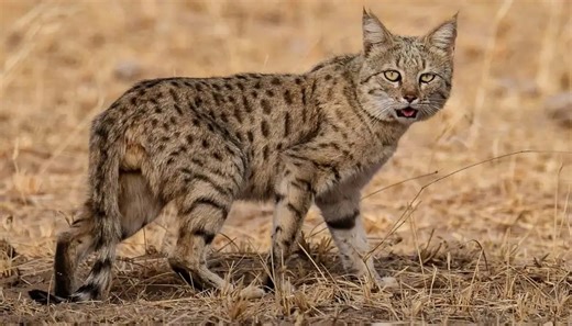 India's desert state is getting wetter—and that's not good news