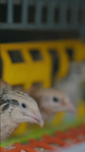 Have You Seen These Quail Cages?