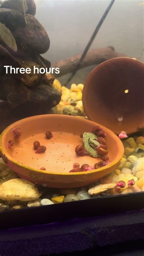 Snail culling is important to maintain population levels and avoid excess waste production