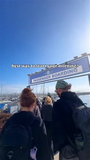 The best way to start your morning? A ferry ride to the Channel Islands — complete with a pod of dolphins leading the way. 🐬✨ Book your trip to the islands and Ventura County Coast. 🌊 #VenturaCountyCoast #ChannelIslands #IslandPackers #NationalParkers #Dolphins #VisitCalifornia #VCCVibes #CoastalCalifornia #VenturaHarbor #OceanAdventures | Ventura County Coast