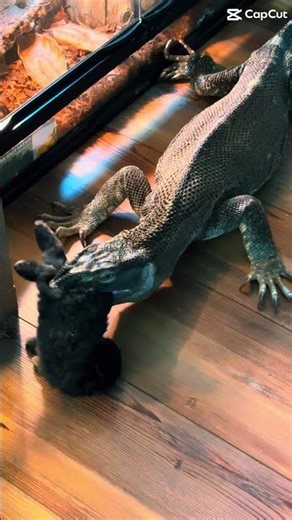 Otis the Black Throat Monitor Devours a Rabbit 🐇 | Huge Comeback After Vet Care