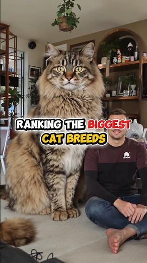 Top 5 BIGGEST Cats in the World 😱 You Won’t Believe #1! #shorts