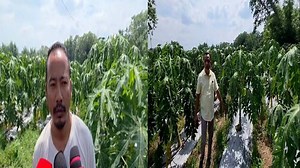 Assam: Young farmer champions papaya farming with Centrally sponsored scheme, scripts success story