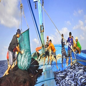 Fishermen Caught hundreds of tons of giant bluefin tuna | Fishing Life