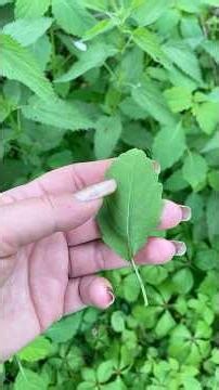 Uses of Jewelweed and 2 Other Surprise Plants: Tiny Weed Walk