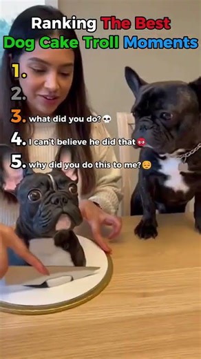 Dog VS Cake! 🐶🎂 Wait for #3 it's INSANE! 😂 ​#FunnyDogs #DogFails #DogCake #Shorts#viralshorts