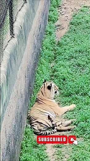 dangerous tiger 🐯 #viral #sorts