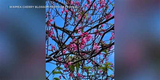 Annual cherry blossom festival returns to Hawaii Island