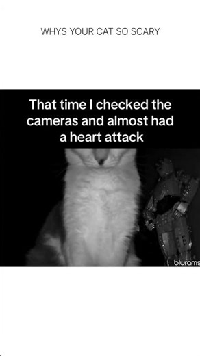 “How you get scared by a cat”