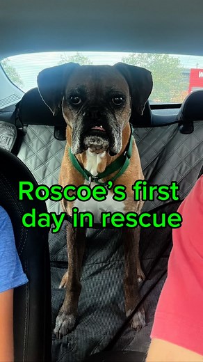 Adopt A Boxer Rescue on Instagram: "Welcoming Roscoe to the safety of our rescue. This sweet senior was left behind in an abandoned house. He is so happy to be with us and in one of our life saving foster homes. Roscoe loves other dogs, stuffies and being happy. We are so excited to find him the home of his dreams✨ #boxersofinstagram #seniorboxer #rescuedismyfavouritebreed #ilovemyboxer #boxergram #boxerlovers #aabrroscoe"