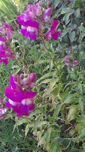Close up of these stunning snapdragons 🌸 #garden #flowers #nature