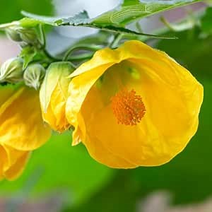 2 Abutilon Plants Live for Planting 4 to 7 Inch Height, Lantern Abutilon Live Plants Bell Shaped Flowers, Abutilon Flowering Live Plants (Yellow Abutilon Plants)