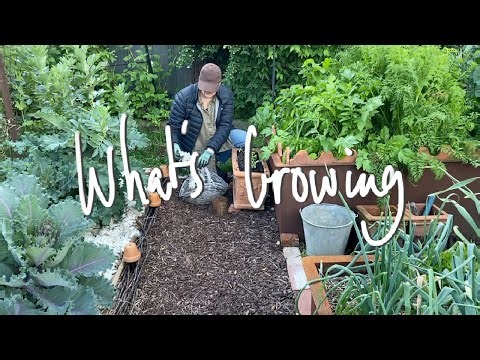 WHAT'S GROWING | What I'm GROWING & SOWING in my SMALL BACKYARD VEGETABLE GARDEN VICTORIA AUSTRALIA