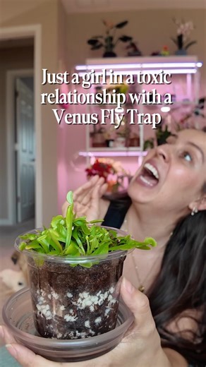 And at this moment I decided VFT would live outside during the spring and summer #carnivorousplants