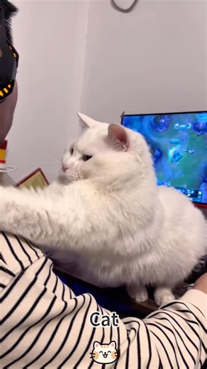 Wait for It… This Cat’s Next Move Will Crack You Up! #mycat #cat #shorts