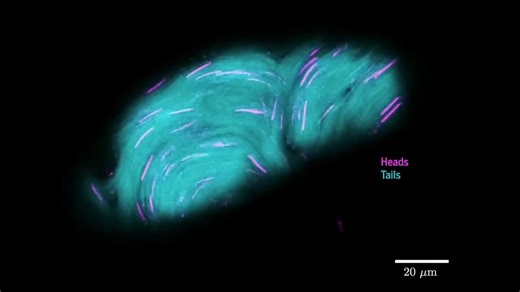 74K views · 548 reactions | Relative to their bodies, the sperm of male fruit flies are gigantic, posing an unusual storage challenge: What happens physically when so many of them are squished into a tight space? Researchers report this mass of sperms collectively flows around the sacs they are stuffed in—their movement stretching them out in a way that could prevent them from tangling up: https://scim.ag/4mTMD2J | Science | Facebook