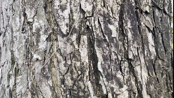 Close up of Rugged Tree Bark Texture Background