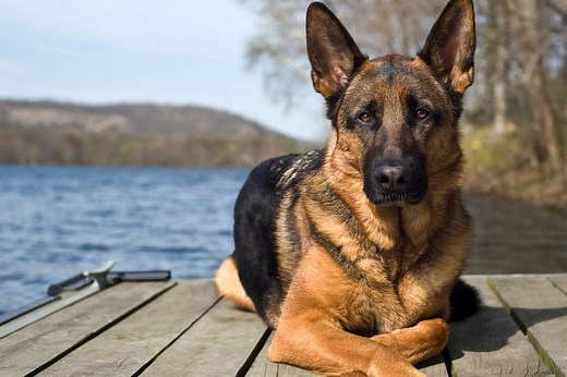 15 Hard-Working Native German Dog Breeds That Will Capture Your Heart