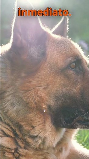 5 sonidos que los perros detestan🐶🤨