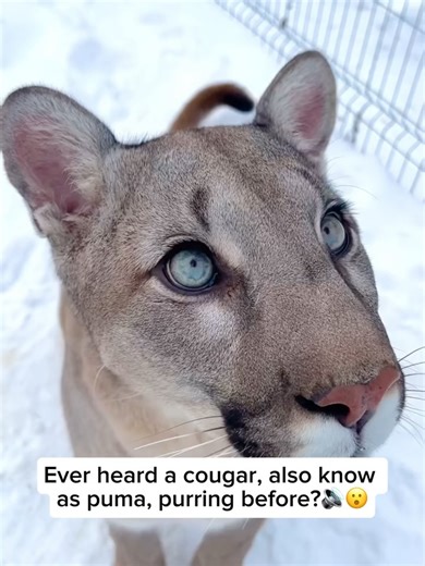 The Big Cat Project on Reels