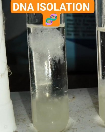 DNA isolation from Banana ❤️