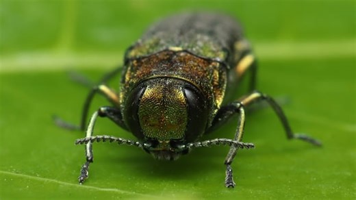 Montreal forest decimated by beetles set to lose 1,000 trees