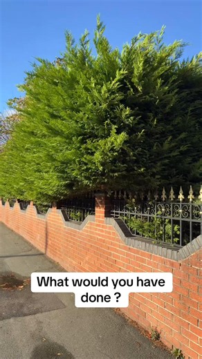 Customer was happy with the finish it was little bare in places but it will recover and can be kept on top of yearly moving forward #gardeningtiktok #tiktokgardener #gardeningvideos #fyp #gardeningvideos