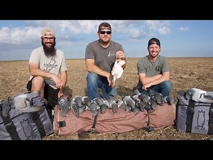 Epic Pigeon Hunt!!! 33 Plus a BAND!!! (Exploding Pigeon)